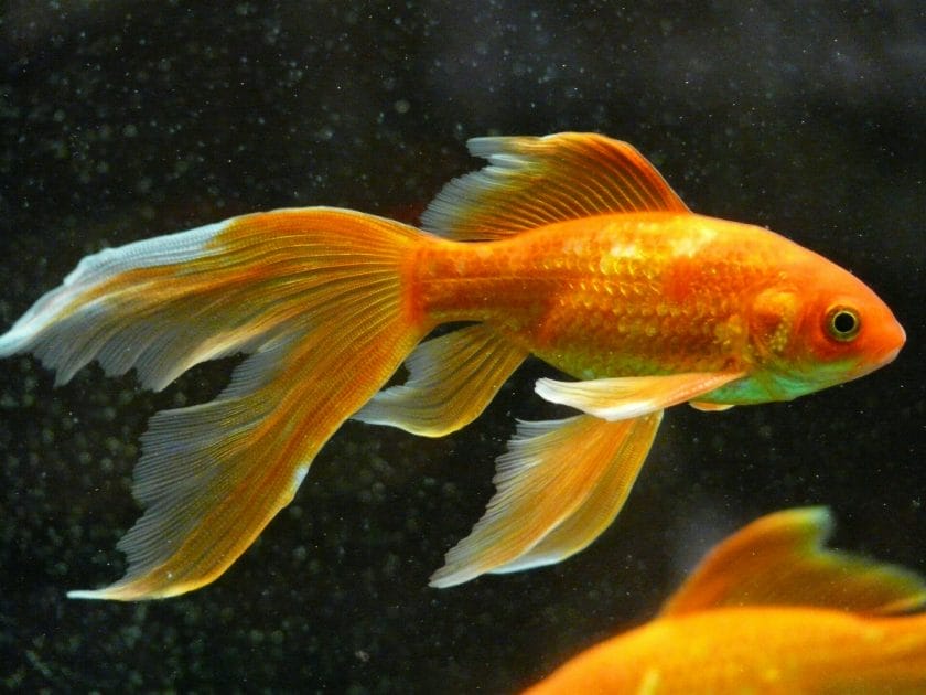 fantail goldfish