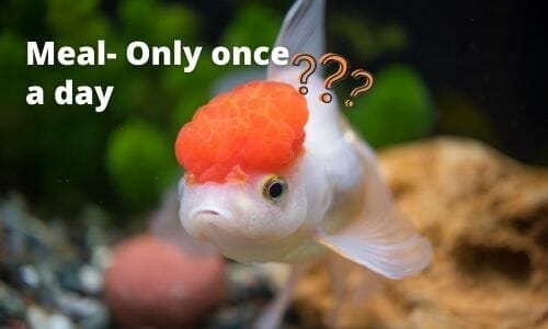 How often to feed goldfish: Get a healthy schedule now!