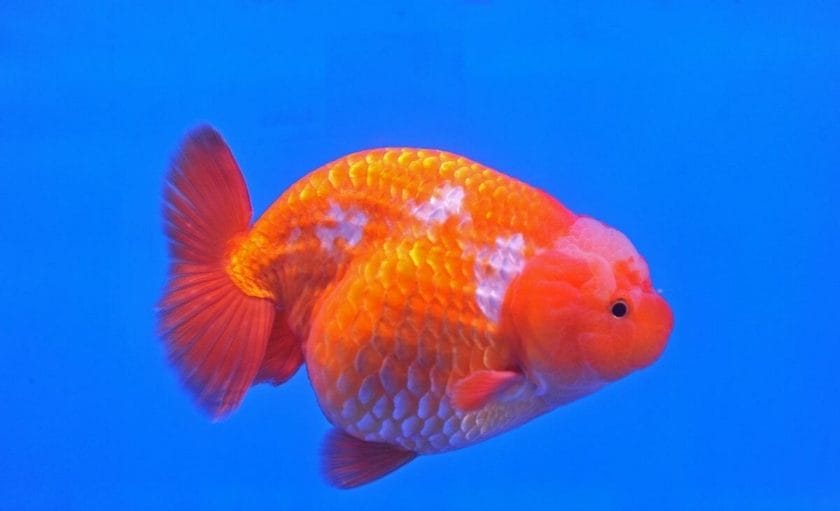 ranchu goldfish 