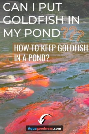 Goldfish image with text "Can I Put Goldfish in My Pond? (How to Keep Goldfish in a Pond)"