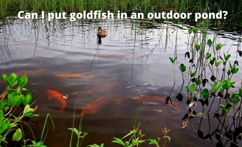 outdoor Goldfish pond image with text "Can I put goldfish in an outdoor pond?"