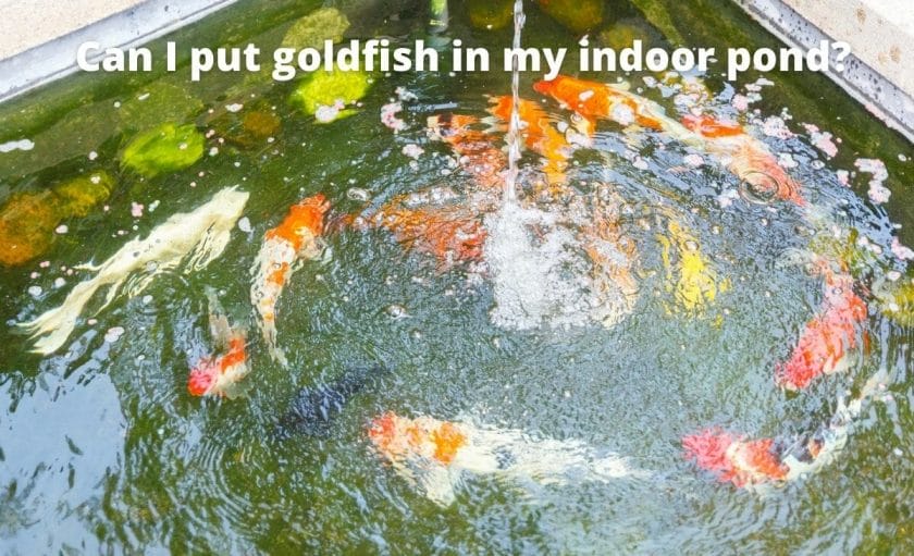 indoor Goldfish pond image with text "Can I put goldfish in my indoor pond?"