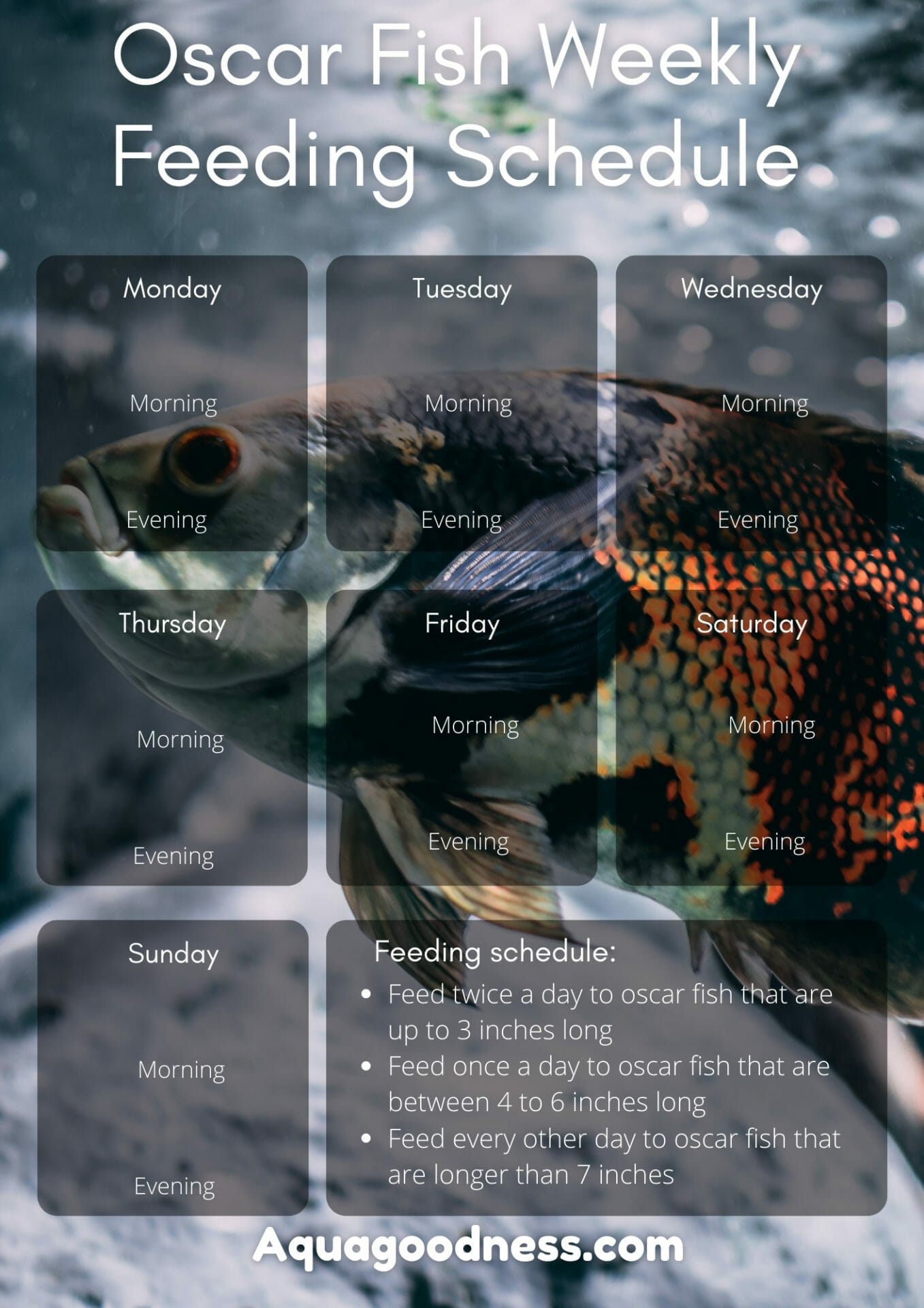 13 Best Oscar Fish Food 2022 (Incl. Printable Weekly Schedule)