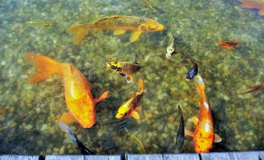 shallow Goldfish pond image 