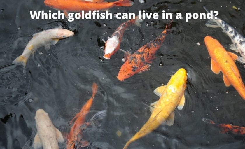 different types of Goldfish image with text "Which goldfish can live in a pond?"