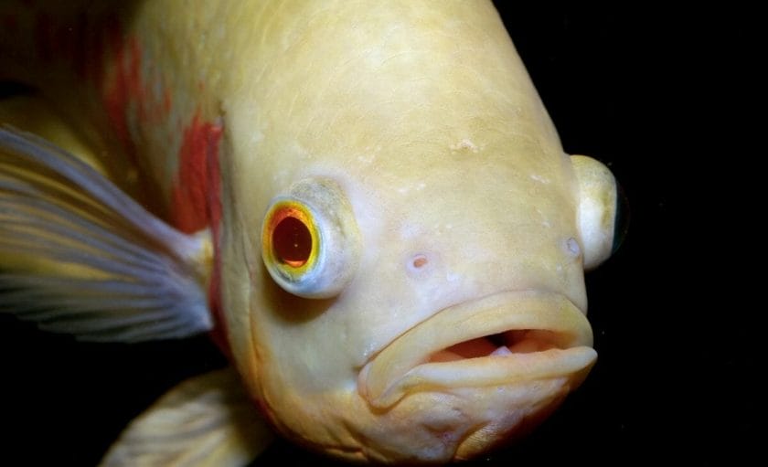 baby oscar fish