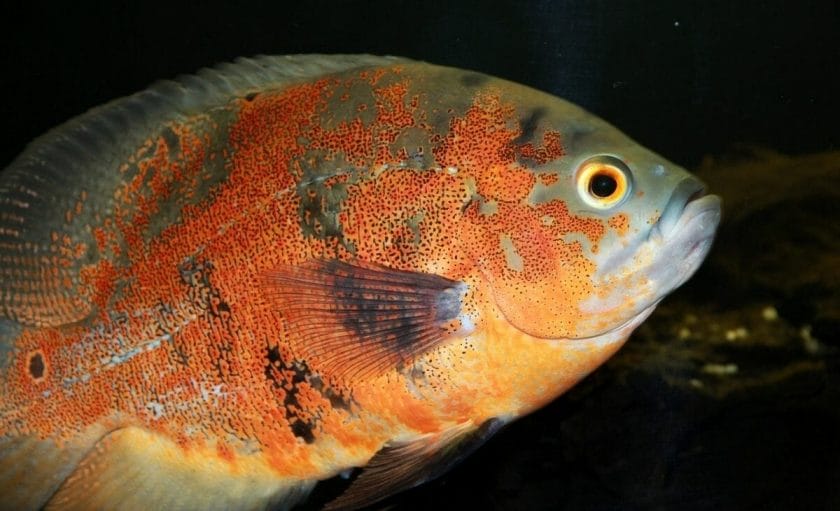 big oscar fish
