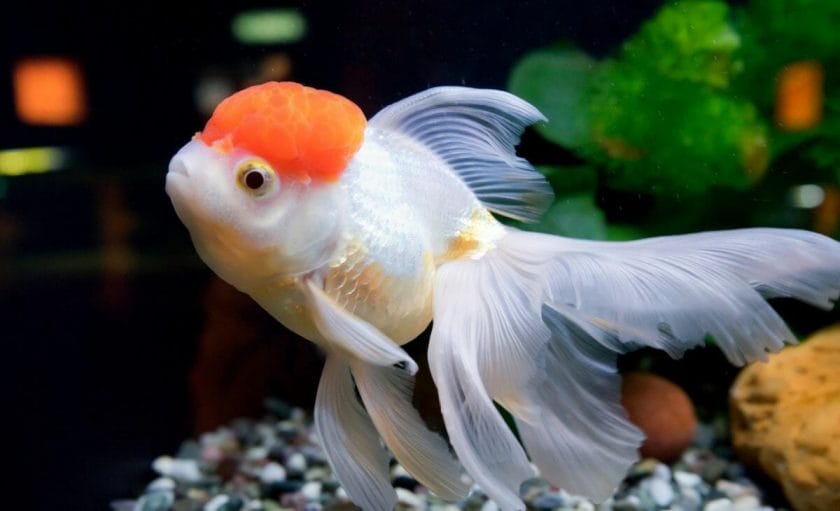 vibrant goldfish because of color enhancing fish foods