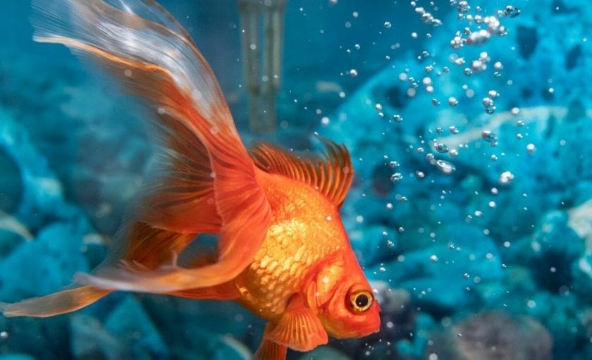 goldfish in a clean tank - Best Goldfish food that doesn't cloud the water