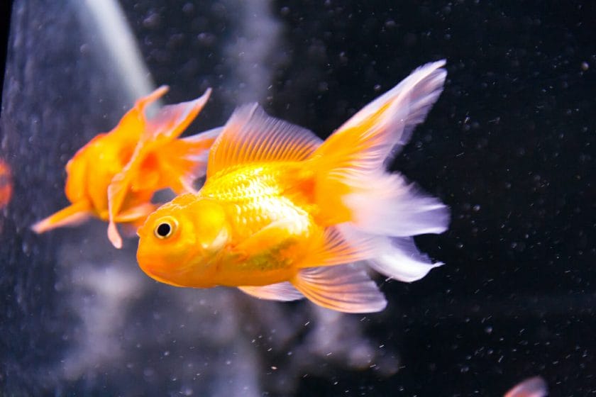 goldfish not swimming properly due to swim bladder disease- Best Goldfish food for swim bladder disease or disorder