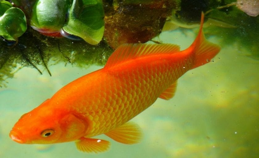 Best Goldfish food for ponds