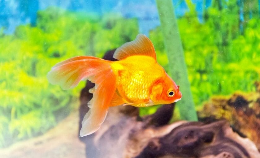 big goldfish because of the fish food that helps with faster growth