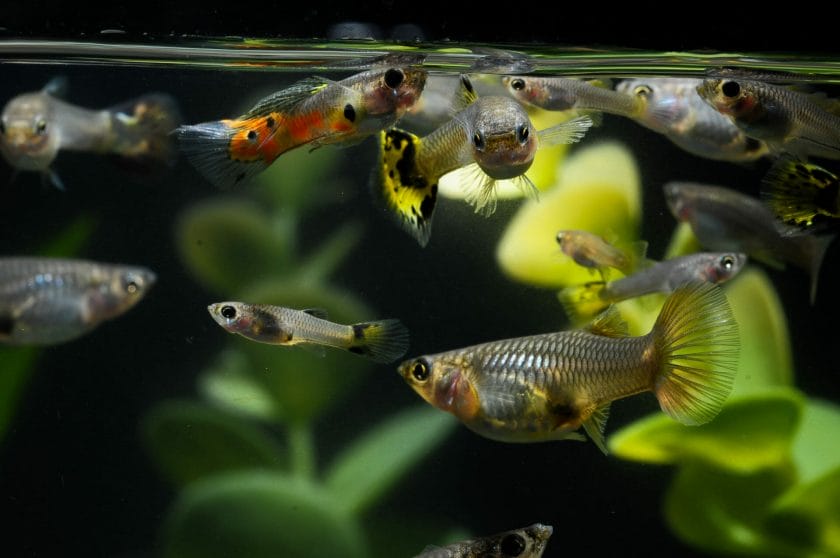 what to feed guppies
