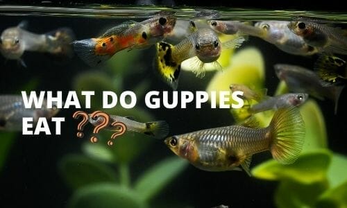 guppy fish eggs