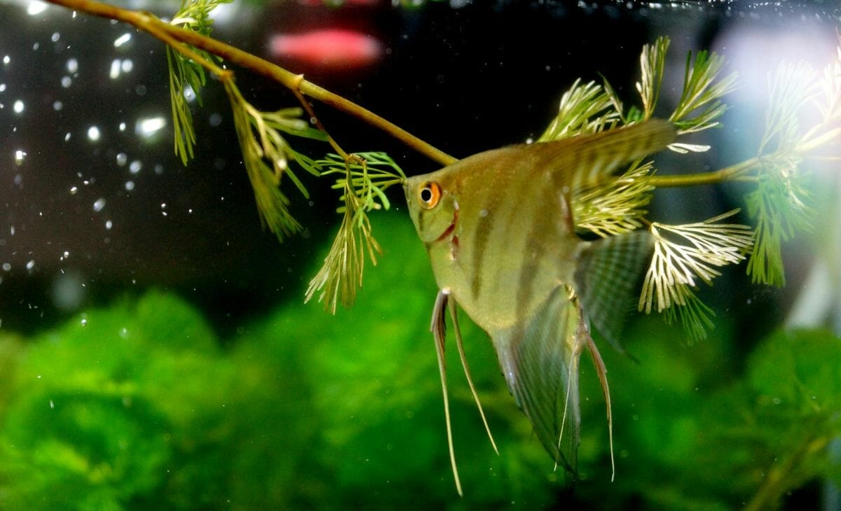 11 Best Food for Angelfish (Flakes and Pellets for Adults and Fry)
