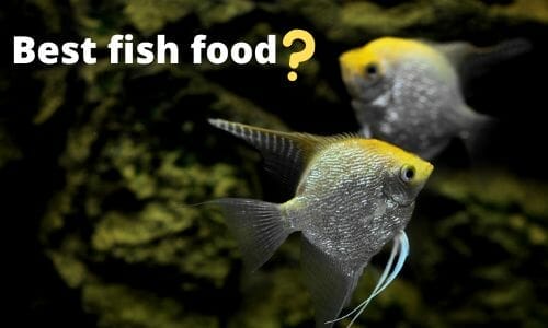 best homemade food for angelfish