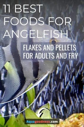 best food for angelfish pin
