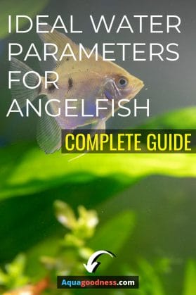 ideal water parameters for angelfish