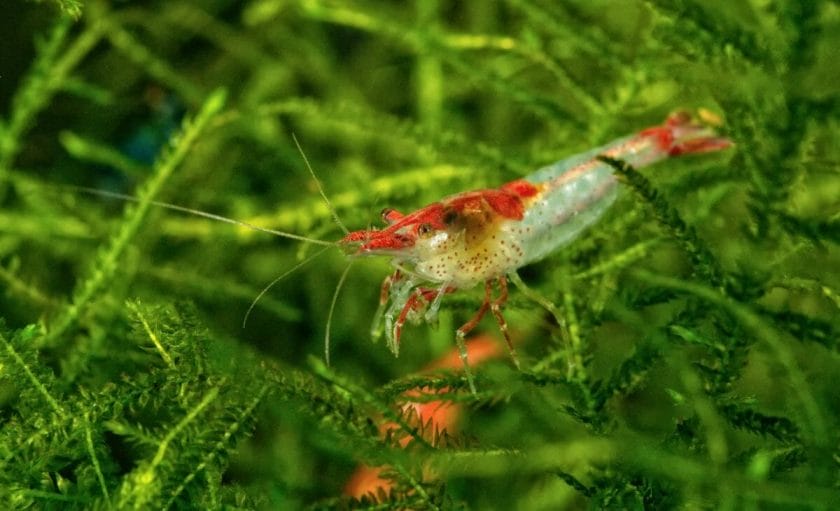 freshwater shrimp