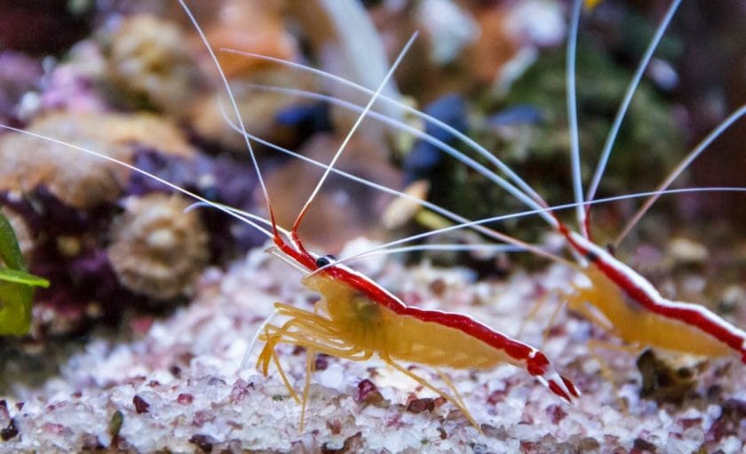 saltwater shrimp
