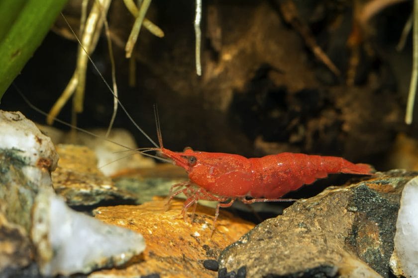 Cherry shrimp