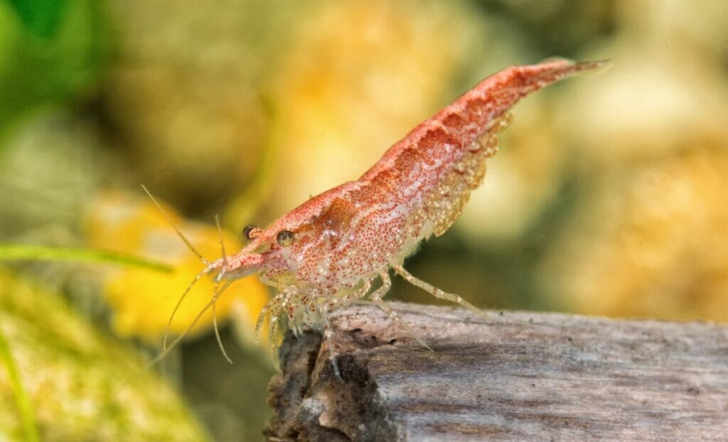 How Long Do Shrimp Live? (6 Tips to Increase Lifespan in a Tank)