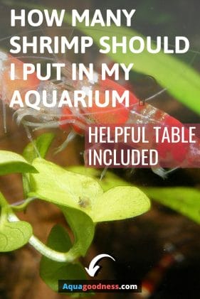 How Many Shrimp Should I Put in My Aquarium? (Helpful Table Included) image