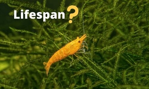 How Long Do Shrimp Live? (6 Tips To Increase Lifespan In A Tank)