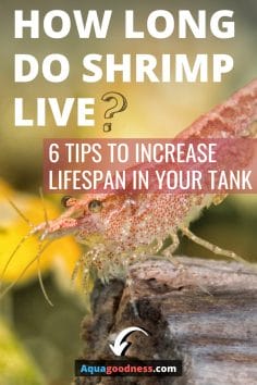 How Long Do Shrimp Live? (6 Tips to Increase Lifespan in a Tank) image