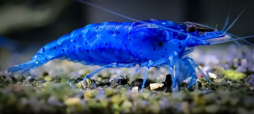 Blue Dream shrimp