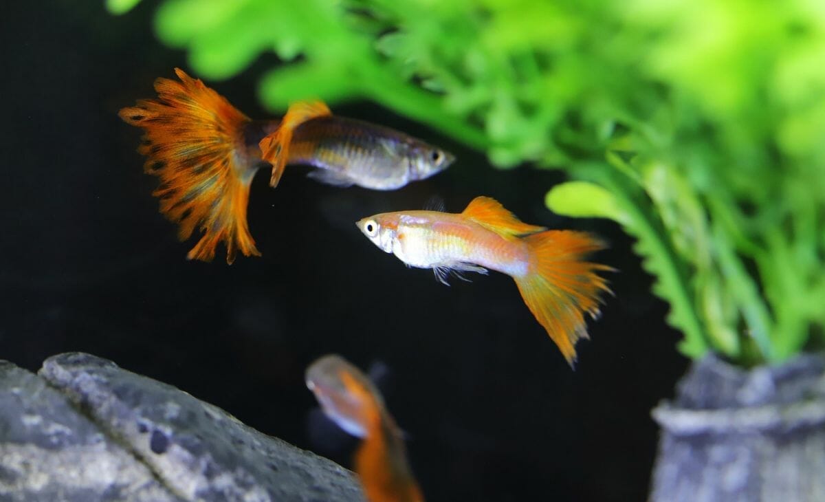 What Size Tank Do Guppies Need? (Guppies and Tank Sizes Table Included)