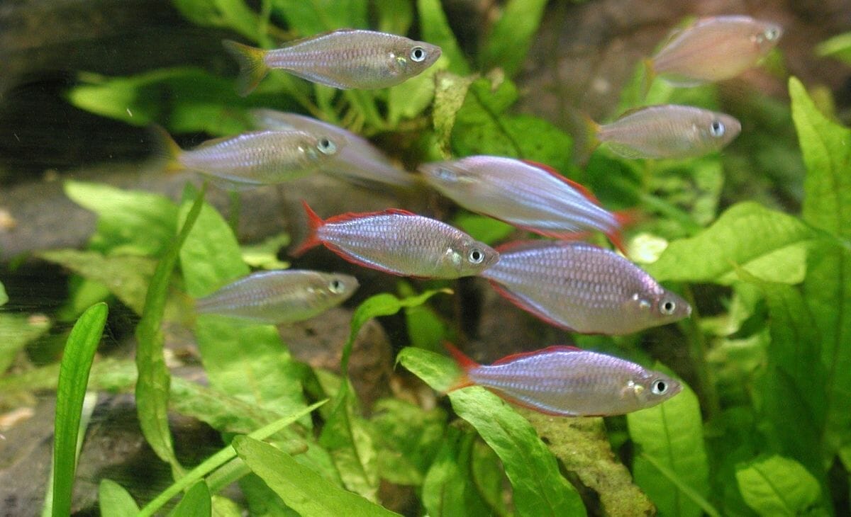Do Live Plants Keep Aquariums Clean? (Best Cleaning Plants Included)