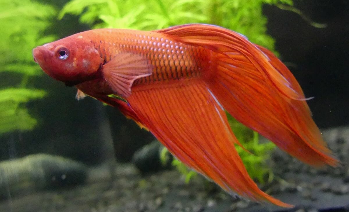 Do Live Plants Keep Aquariums Clean? (Best Cleaning Plants Included)