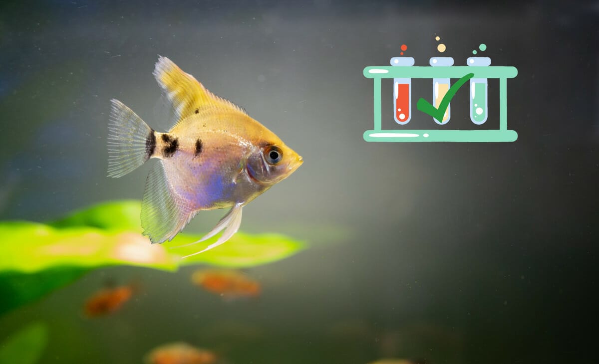 Ammonia, Nitrite, And Nitrate In An Aquarium (Safe Levels And How To Lower Them)