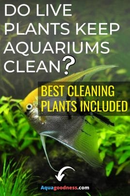 Do Live Plants Keep Aquariums Clean? (Best Cleaning Plants Included) IMAGE