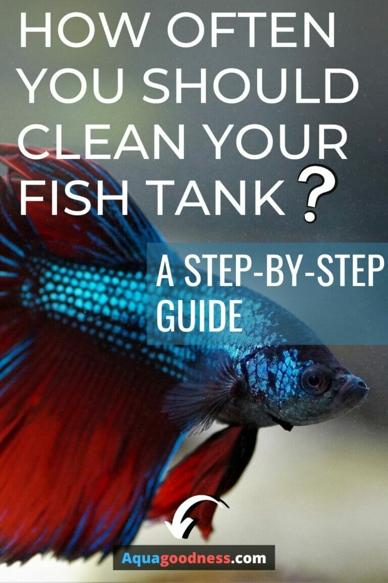 How Often You Should Clean Your Fish Tank? (A StepByStep Guide)