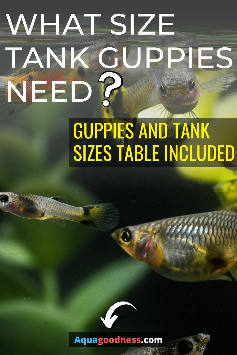What Size Tank Do Guppies Need? (Guppies and Tank Sizes Table Included)