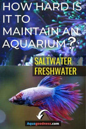 How Hard is It to Maintain an Aquarium? (Freshwater and Saltwater)