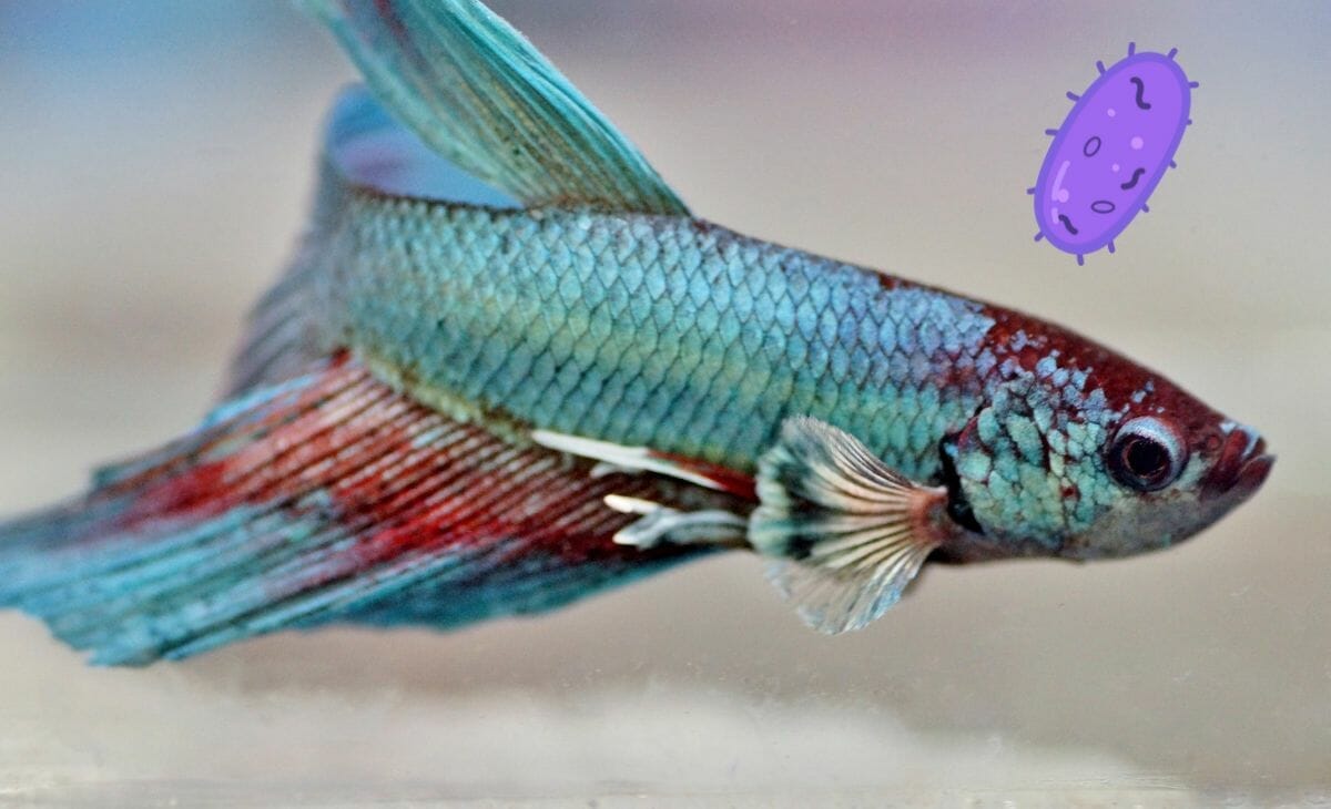 What Causes High Ammonia in a Fish Tank? (and How to Lower It)
