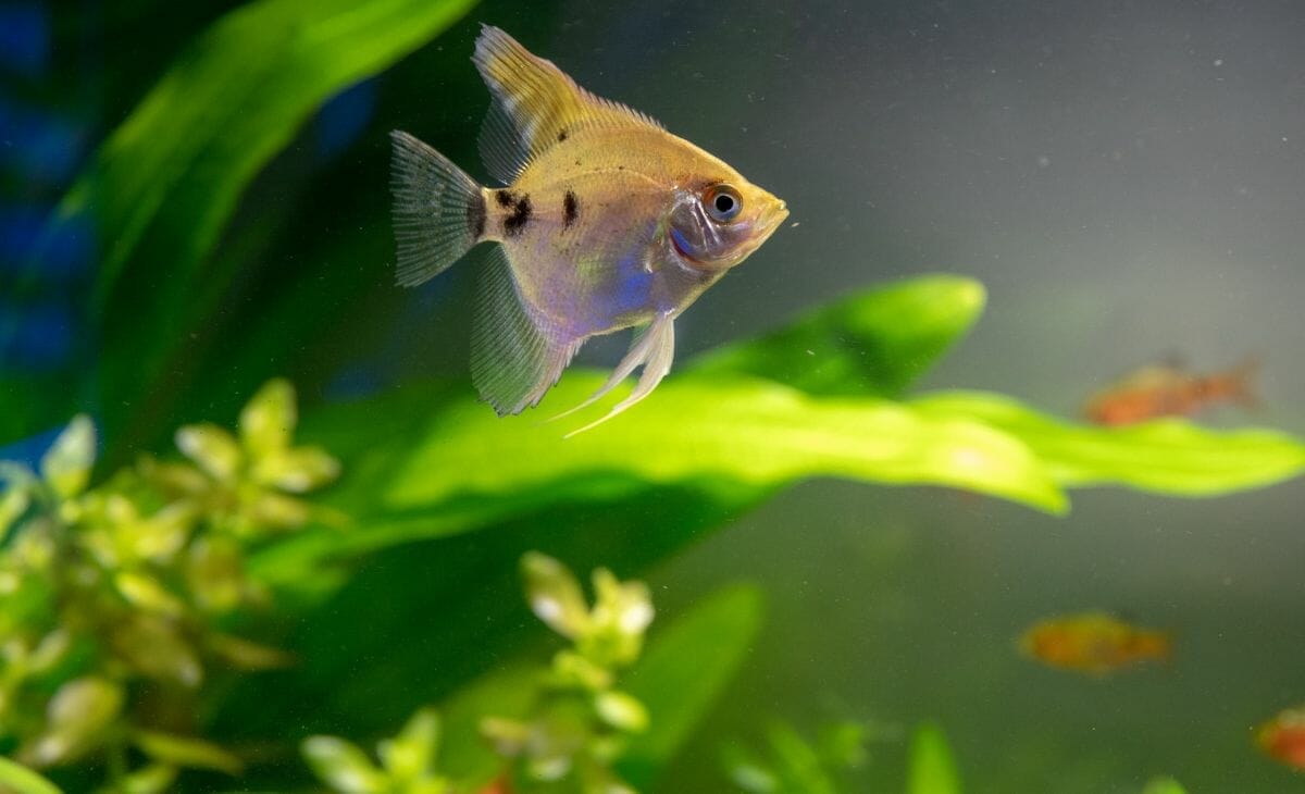 What Causes High Ammonia in a Fish Tank? (and How to Lower It)