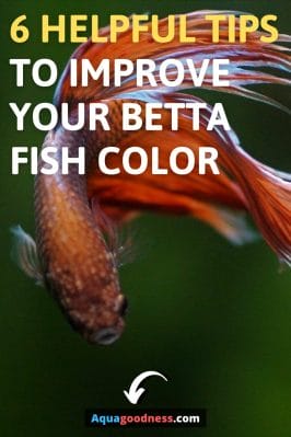 How Can I Improve My Betta Fish Color? (6 Helpful Tips) image