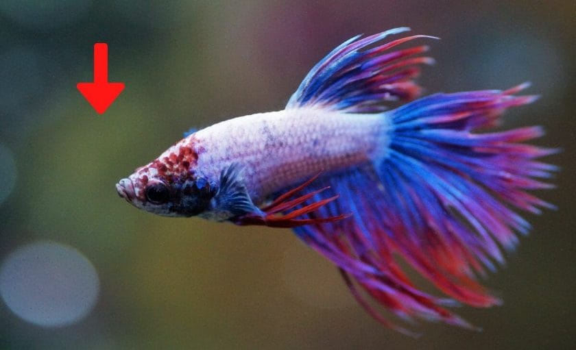 betta fish