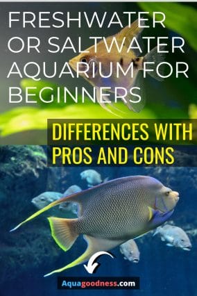 Freshwater Or Saltwater Aquarium For Beginners (Differences With Pros And Cons) images