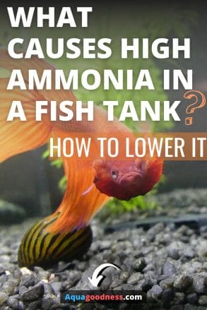 What Causes High Ammonia in a Fish Tank (and How to Lower It)