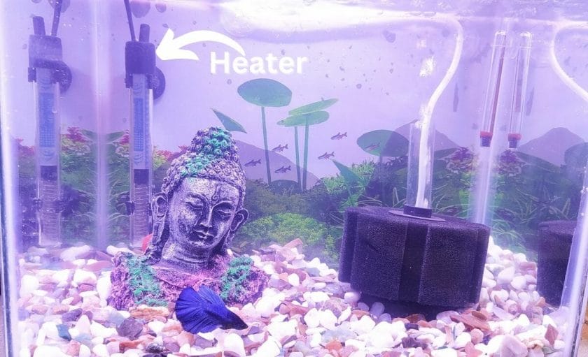 do you need a filter for betta fish tank