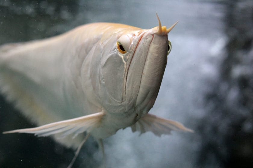 Arowana