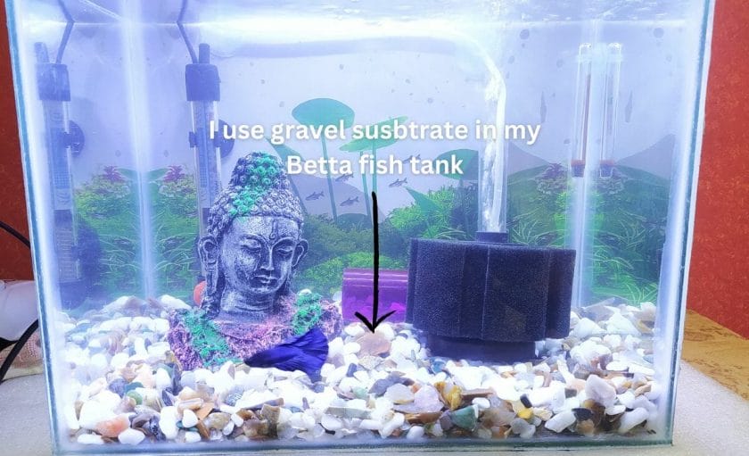 betta fish tank with gravel substrate