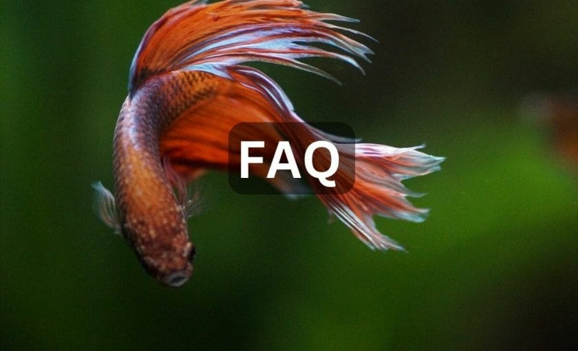 Tropical Aquarium Temperature (Everything You Need to Know) - Aqua Goodness