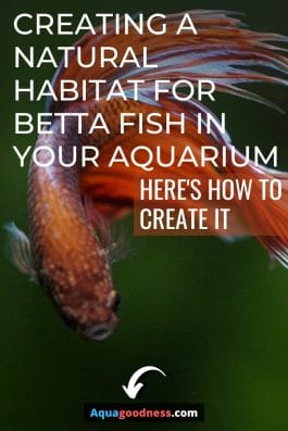 how to create a natural habitat for betta fish