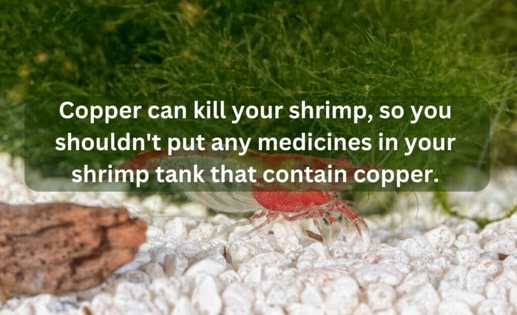 is copper harmful to freshwater shrimp